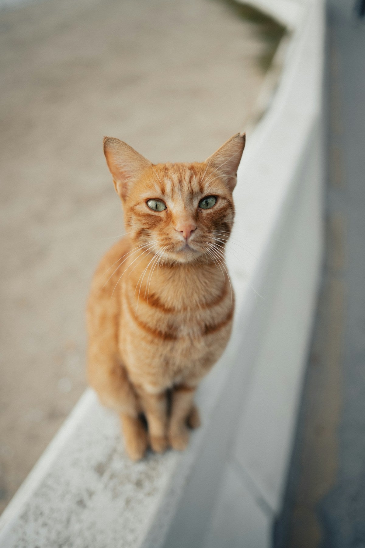 Custom Pet Photo Tote Bag