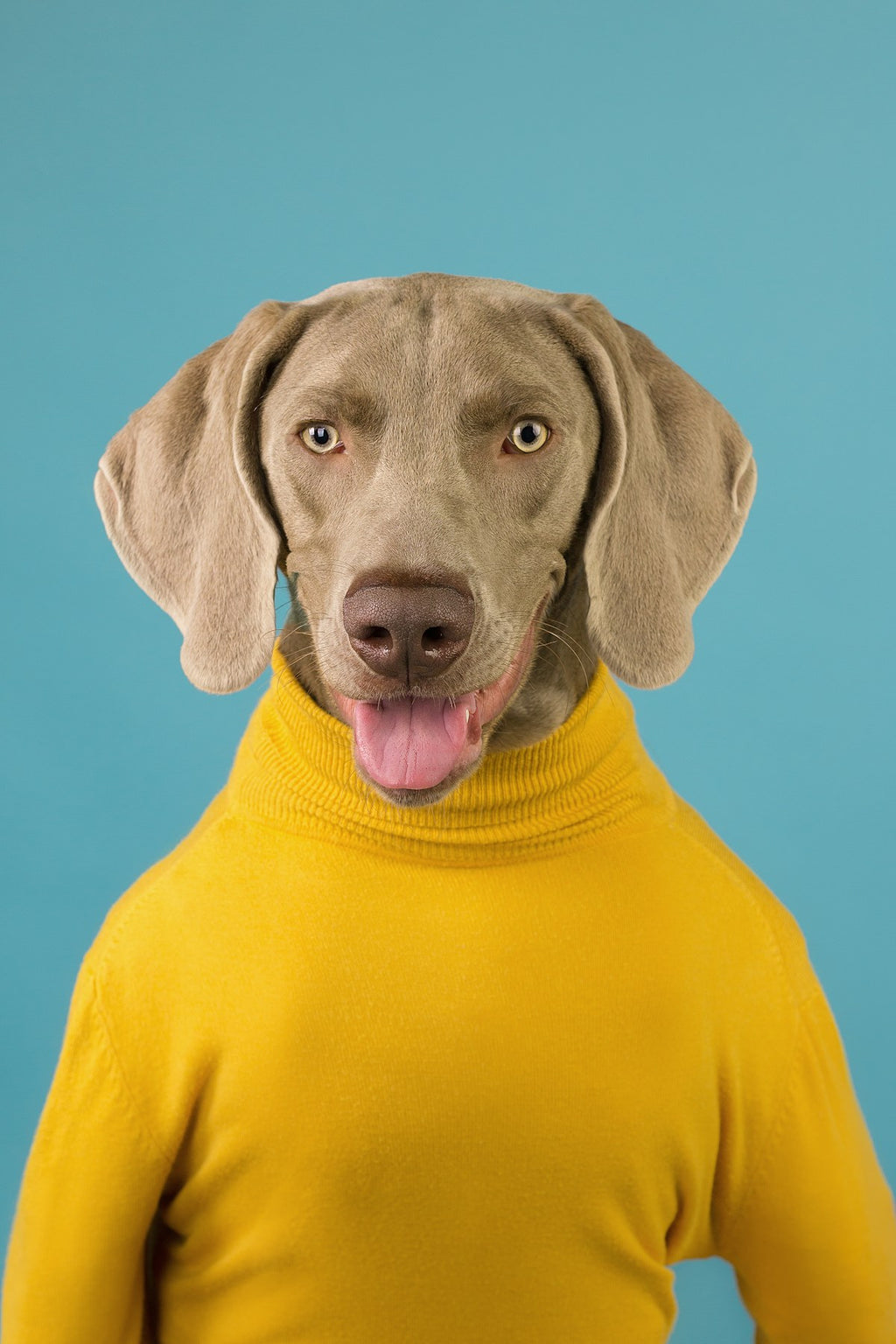 Custom Pet Photo Hoodie