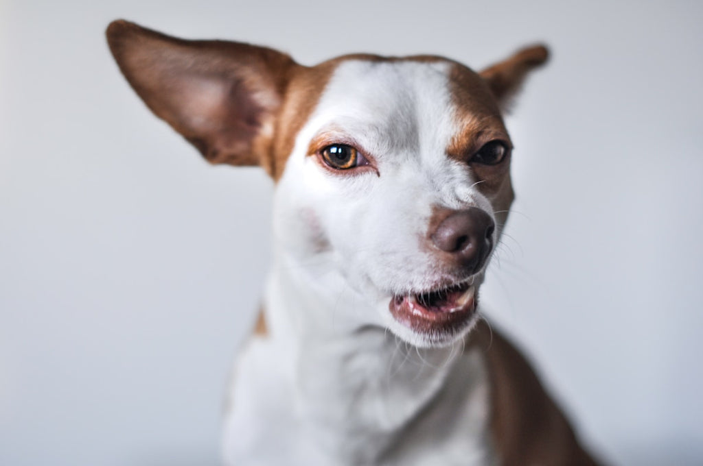 Custom Pet Photo T-Shirt