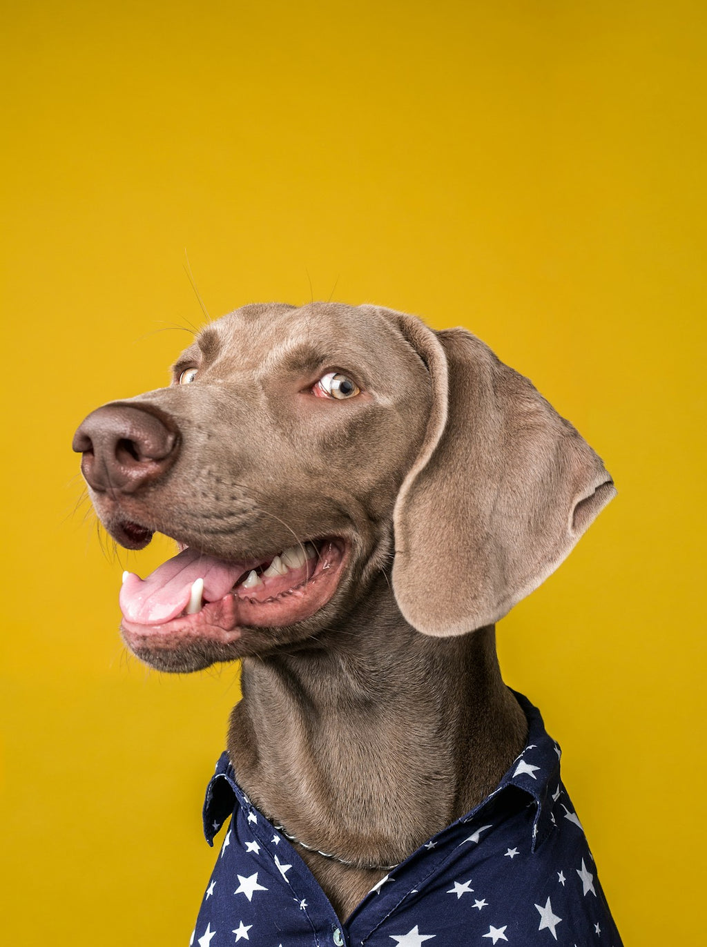 Custom Pet Photo Socks