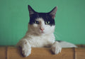 Custom pet photo hoodie with cat portrait - ForeverPaws