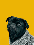 Custom pet photo socks with funny pug face - ForeverPaws
