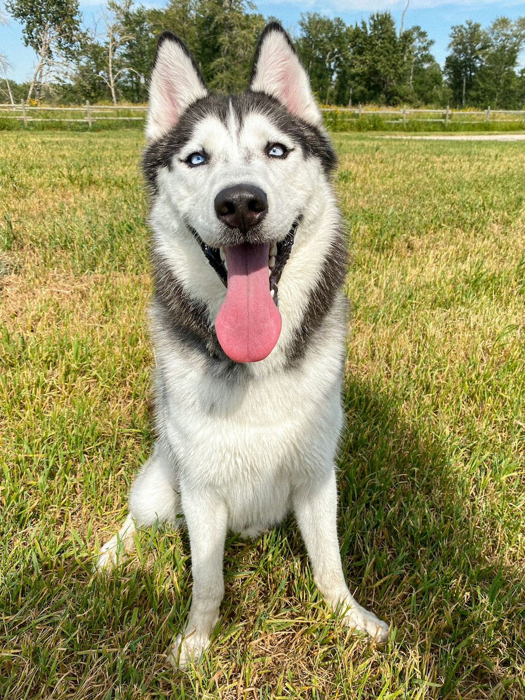 Custom pet photo tote bag with husky portrait - ForeverPaws