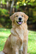 Custom pet photo t-shirt with golden retriever portrait - ForeverPaws

